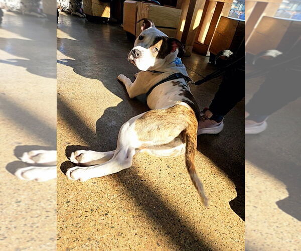 Medium Photo #2 Mutt Puppy For Sale in Minneapolis, MN, USA