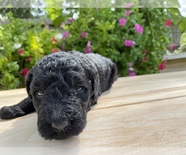 Medium Photo #2 Labradoodle Puppy For Sale in HOUSTON, TX, USA