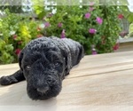 Small Photo #2 Labradoodle Puppy For Sale in HOUSTON, TX, USA