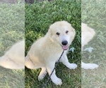 Small Photo #4 Great Pyrenees Puppy For Sale in CANOGA, NY, USA