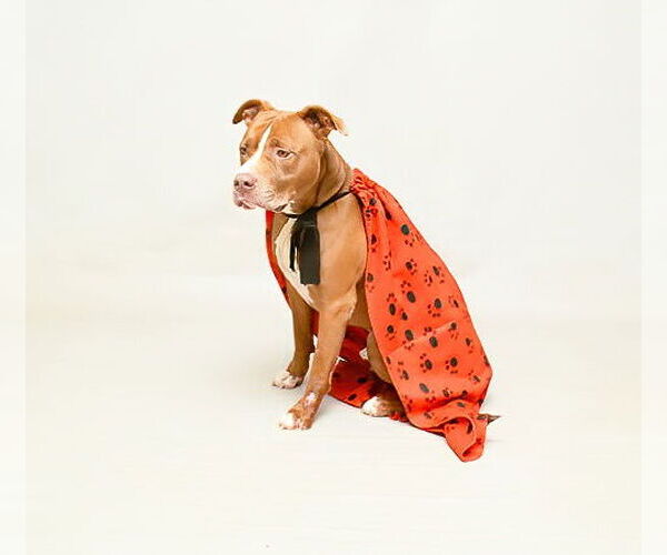 Medium Photo #2 American Pit Bull Terrier Puppy For Sale in Sanford, FL, USA
