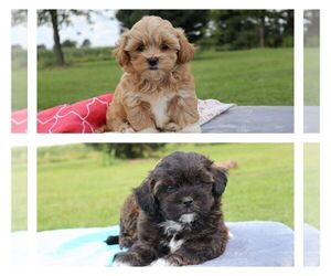 ShihPoo Litter for sale in THORP, WI, USA