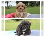Image preview for Ad Listing. Nickname: Litter of 3