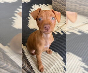 Chihuahua-Unknown Mix Dogs for adoption in San Diego, CA, USA