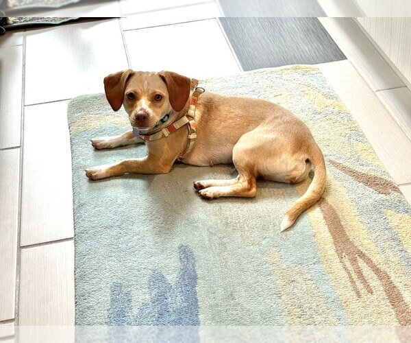 Medium Photo #3 Chiweenie Puppy For Sale in Springdale, PA, USA