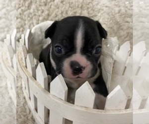 Boston Terrier Puppy for sale in CRKD RVR RNCH, OR, USA