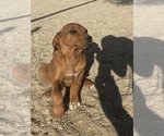 Small Photo #32 Rhodesian Ridgeback Puppy For Sale in MORONGO VALLEY, CA, USA