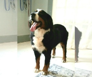 Mother of the Bernese Mountain Dog puppies born on 10/13/2022
