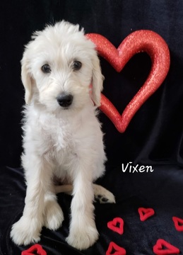Medium Photo #2 Labradoodle Puppy For Sale in WASH, NC, USA
