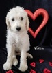 Small Photo #2 Labradoodle Puppy For Sale in WASH, NC, USA