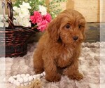 Small #6 Cavapoo