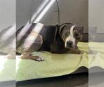 Small American Pit Bull Terrier Mix