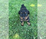 Small Photo #2 Rottweiler Puppy For Sale in ORLAND, CA, USA