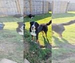 Small #1 Bernese Mountain Dog