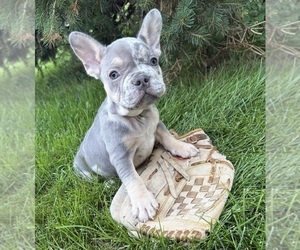 French Bulldog Puppy for sale in MIDDLEBURY, IN, USA