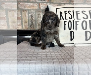 Goldendoodle (Miniature) Puppy for sale in GREENFIELD, IN, USA