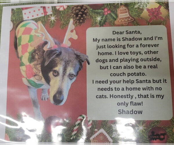 Medium Photo #2 Retriever -Unknown Mix Puppy For Sale in Lindsay, CA, USA