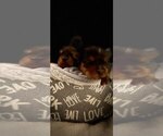 Small Photo #4 Yorkshire Terrier Puppy For Sale in RUTLAND, MA, USA