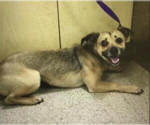 Mutt Dogs for adoption in Riverside, CA, USA