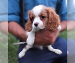 Small #10 Cavalier King Charles Spaniel