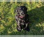 Small Photo #3 Goldendoodle Puppy For Sale in GIG HARBOR, WA, USA