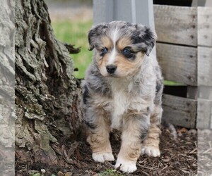 Australian Shepherd Puppy for sale in FREDERICKSBG, OH, USA
