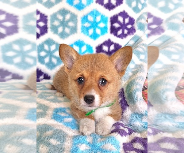 Medium Photo #6 Pembroke Welsh Corgi Puppy For Sale in ARROYO GRANDE, CA, USA