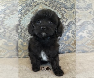 Cavapoo (Miniature) Puppy for sale in GILBERTSVILLE, PA, USA