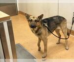 Small German Shepherd Dog