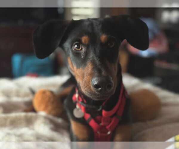 Medium Photo #3 Doberman Pinscher-Unknown Mix Puppy For Sale in Salt Lake City, UT, USA