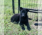Small Photo #21 German Shepherd Dog Puppy For Sale in WEST POINT, VA, USA
