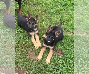 German Shepherd Dog Puppy for sale in ELLENVILLE, NY, USA