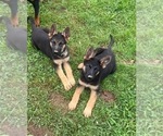 Small Photo #1 German Shepherd Dog Puppy For Sale in ELLENVILLE, NY, USA