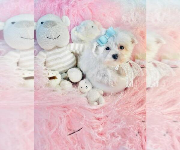 Medium Photo #9 Maltese Puppy For Sale in PALM BEACH, FL, USA