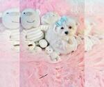 Small #8 Maltese