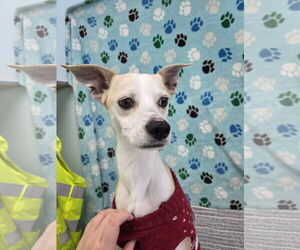 Mutt Dogs for adoption in Chico, CA, USA