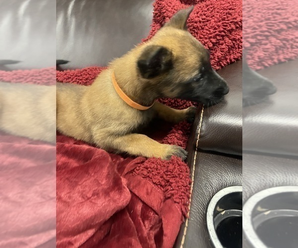 Medium Photo #9 Belgian Malinois Puppy For Sale in REESEVILLE, WI, USA