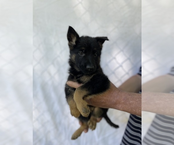 Medium Photo #5 German Shepherd Dog Puppy For Sale in GAFFNEY, SC, USA