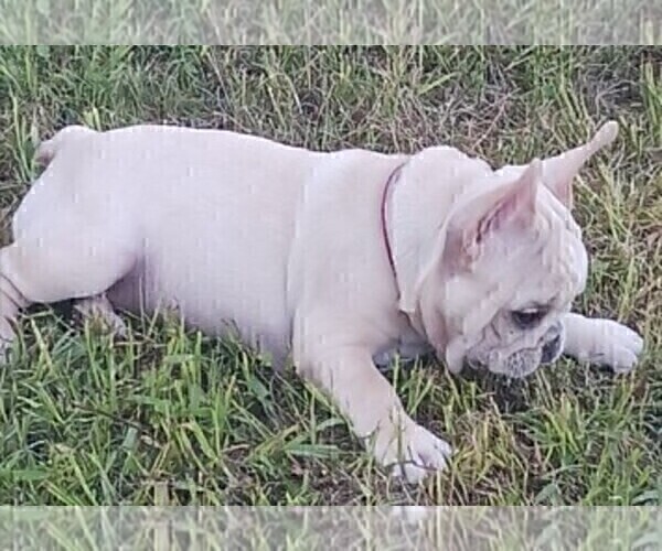 Medium Photo #3 French Bulldog Puppy For Sale in TERRELL, TX, USA