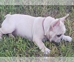 Small #2 French Bulldog
