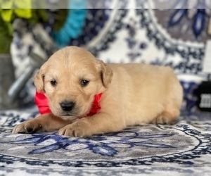 Golden Retriever Puppy for sale in LANCASTER, PA, USA