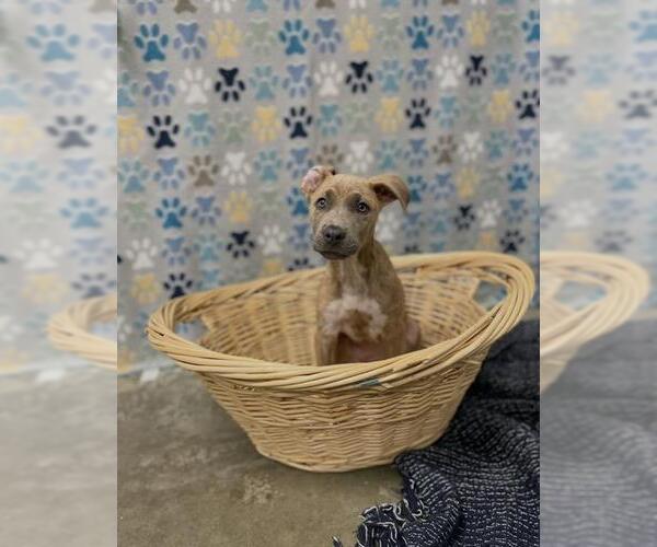 Medium Photo #1 Labrador Retriever Puppy For Sale in Rosenberg, TX, USA