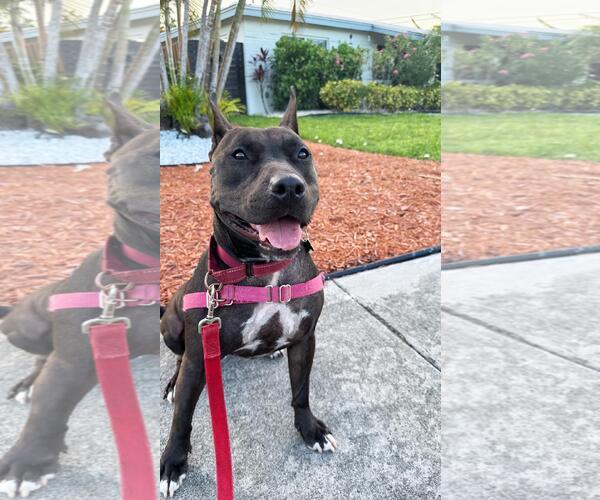 Medium Photo #11 Mutt Puppy For Sale in Pompano Beach , FL, USA