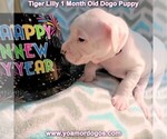 Small Photo #69 Dogo Argentino Puppy For Sale in JANE, MO, USA