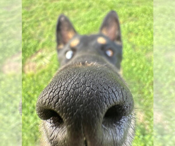Medium Photo #7 Gerberian Shepsky Puppy For Sale in Claremore, OK, USA