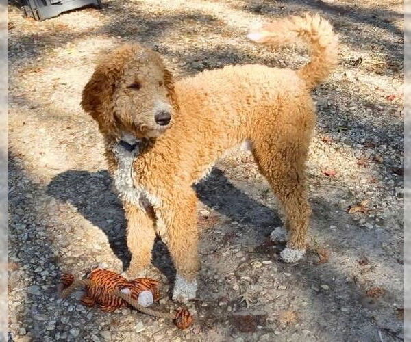 Medium Photo #3 Bernedoodle Puppy For Sale in Alexander, AR, USA