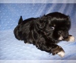 Small #6 Shih Tzu