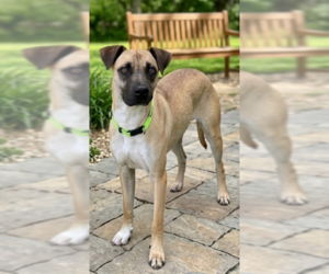 Black Mouth Cur-Unknown Mix Dogs for adoption in Genesee, WI, USA