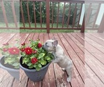 Small Photo #15 French Bulldog Puppy For Sale in KANSAS CITY, MO, USA