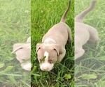 Small #3 American Bully